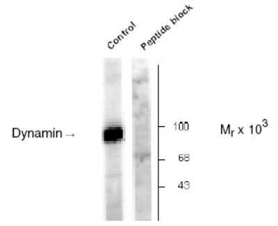 Western Blot: Dynamin [p Ser778] Antibody [NB300-210]